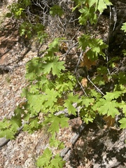 Acer grandidentatum