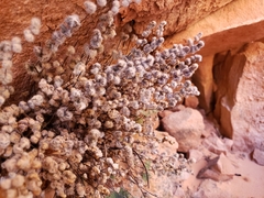 Myriopteris parryi image