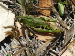 Chimarocephala pacifica