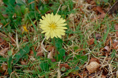 Pyrrhopappus grandiflorus