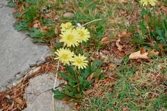 Pyrrhopappus grandiflorus