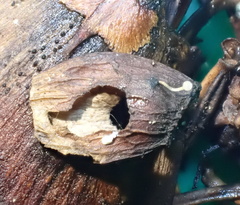 Moellerodiscus capillipes