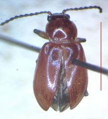 Aulacoscelis melanocera