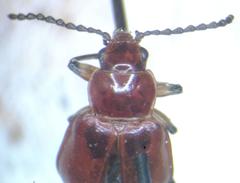 Aulacoscelis melanocera