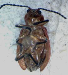Aulacoscelis melanocera