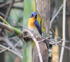 Cyornis tickelliae