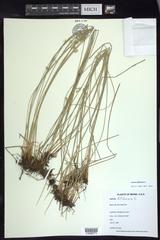 Juncus filiformis