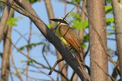 Pitangus sulphuratus