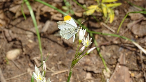 Nothoscordum bivalve iNat (2)