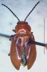 Aulacoscelis melanocera