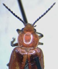 Aulacoscelis melanocera