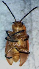 Aulacoscelis melanocera