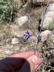 Delphinium scaposum