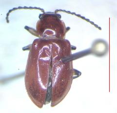 Aulacoscelis melanocera