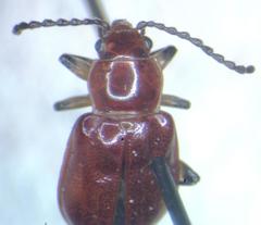 Aulacoscelis melanocera