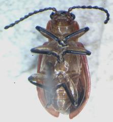 Aulacoscelis melanocera