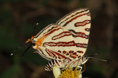 Cigaritis natalensis