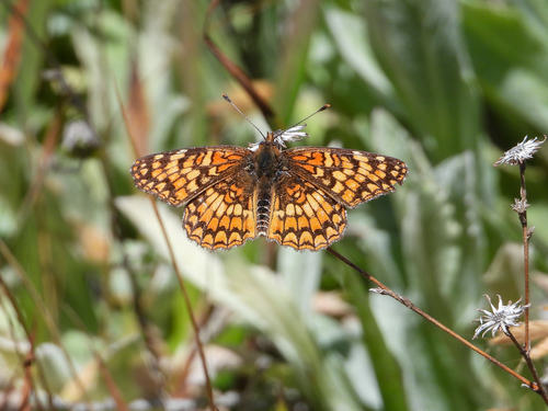 Gabb's Checkerspot photo 4