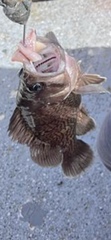 Acanthistius patachonicus
