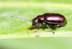 Alticina