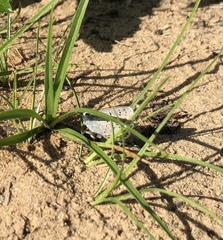 Plebejus samuelis
