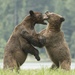 Holarctic Bears - Photo (c) Kevin Schafer, some rights reserved (CC BY-NC-ND), uploaded by Kevin Schafer