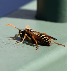Polistes chinensis