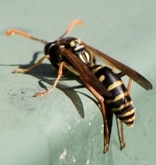 Polistes chinensis