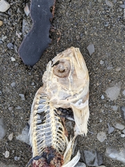 Helicolenus percoides