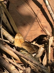 Cupha erymanthis lotis