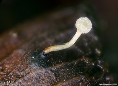 Moellerodiscus capillipes