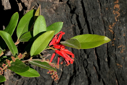 Deua Grevillea (Grevillea rhyolitica)