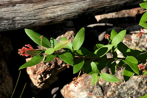 Grevillea rhyolitica, photograph 2