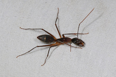 Camponotus etiolipes