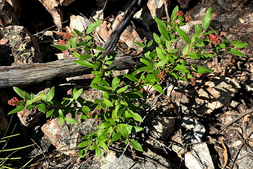 Grevillea rhyolitica