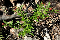 Grevillea rhyolitica