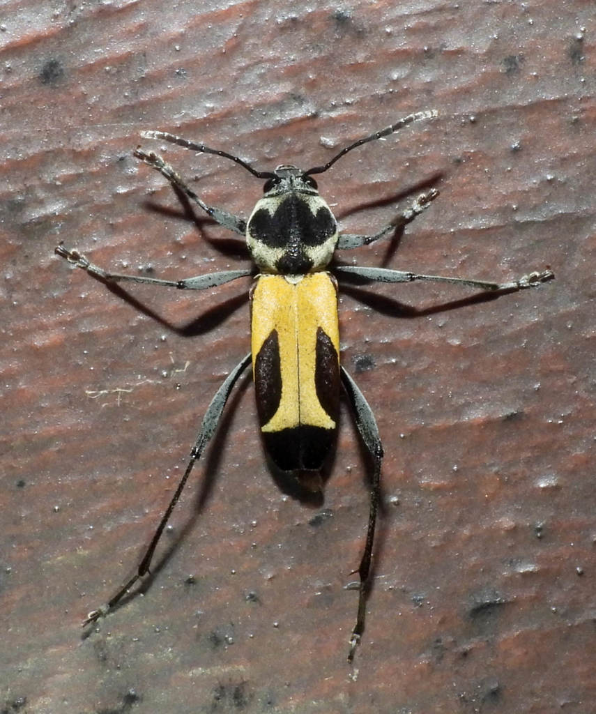 Mecometopus batesii