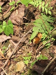 Cupha erymanthis lotis