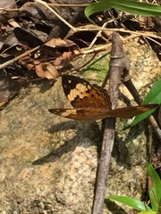 Cupha erymanthis lotis