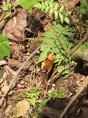 Cupha erymanthis lotis