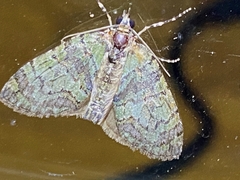 Hydriomena transfigurata