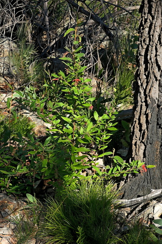 Grevillea rhyolitica, photograph 3