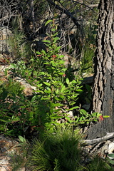 Grevillea rhyolitica, photograph (c) Max Campbell, some rights reserved (CC BY)