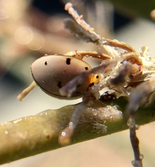 Olla v-nigrum