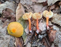 Hygrocybe parvula