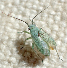 Orthotylinae