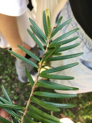 Taxus chinensis