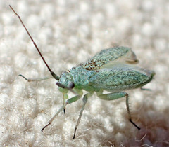 Orthotylinae