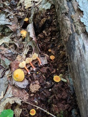 Hygrocybe parvula