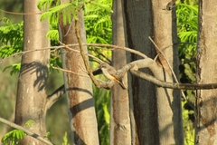 Pyrocephalus rubinus